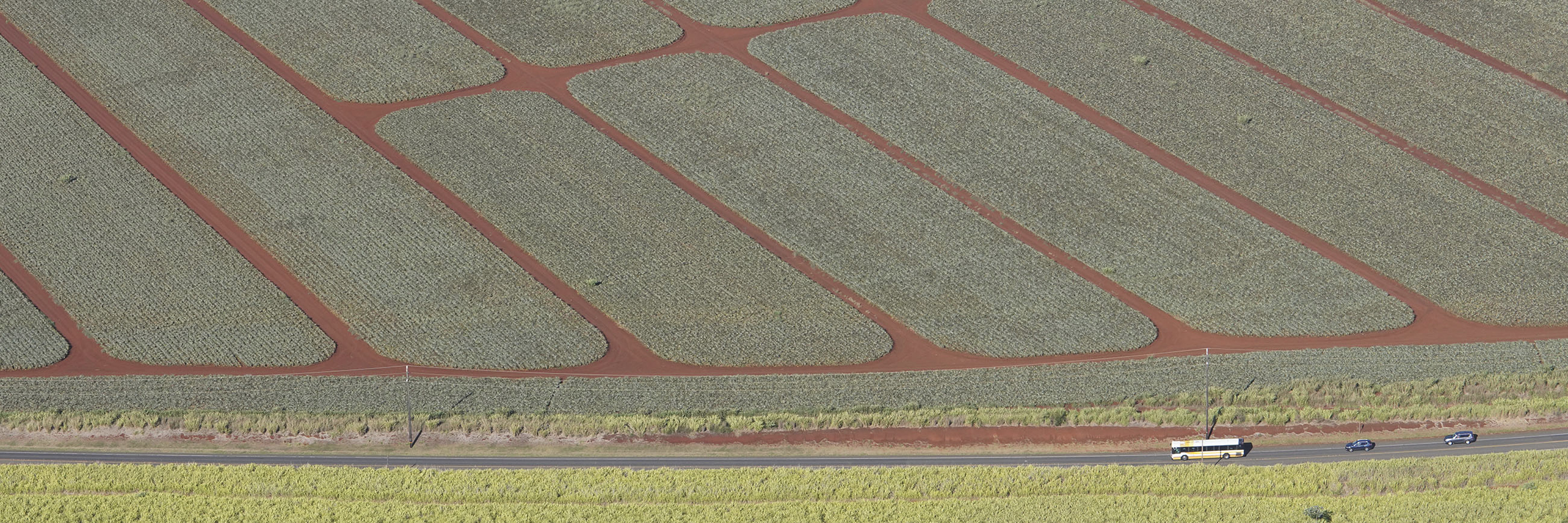 Dole Food Co Pineapple fields along Kamehameha Hwy near Wahiawa.